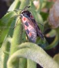 Zygaena occitanica